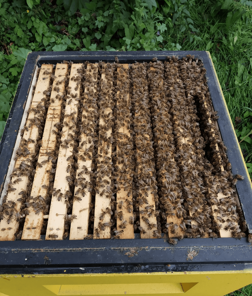 Včelstva, včelí oddělky, vyzimované včely