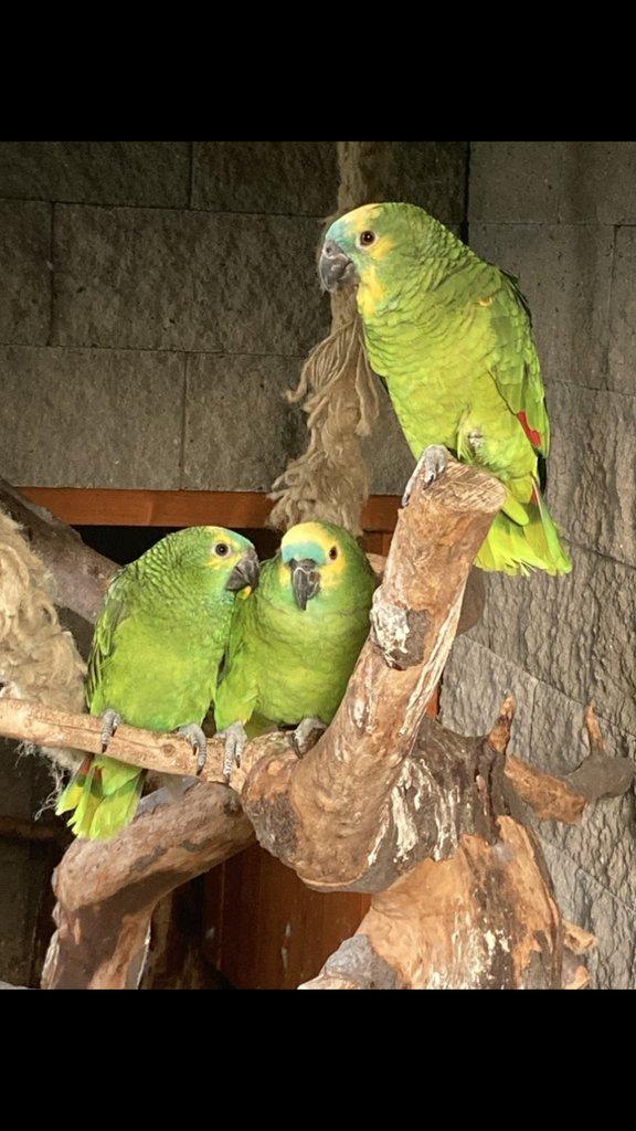 Amazoňan modročelý