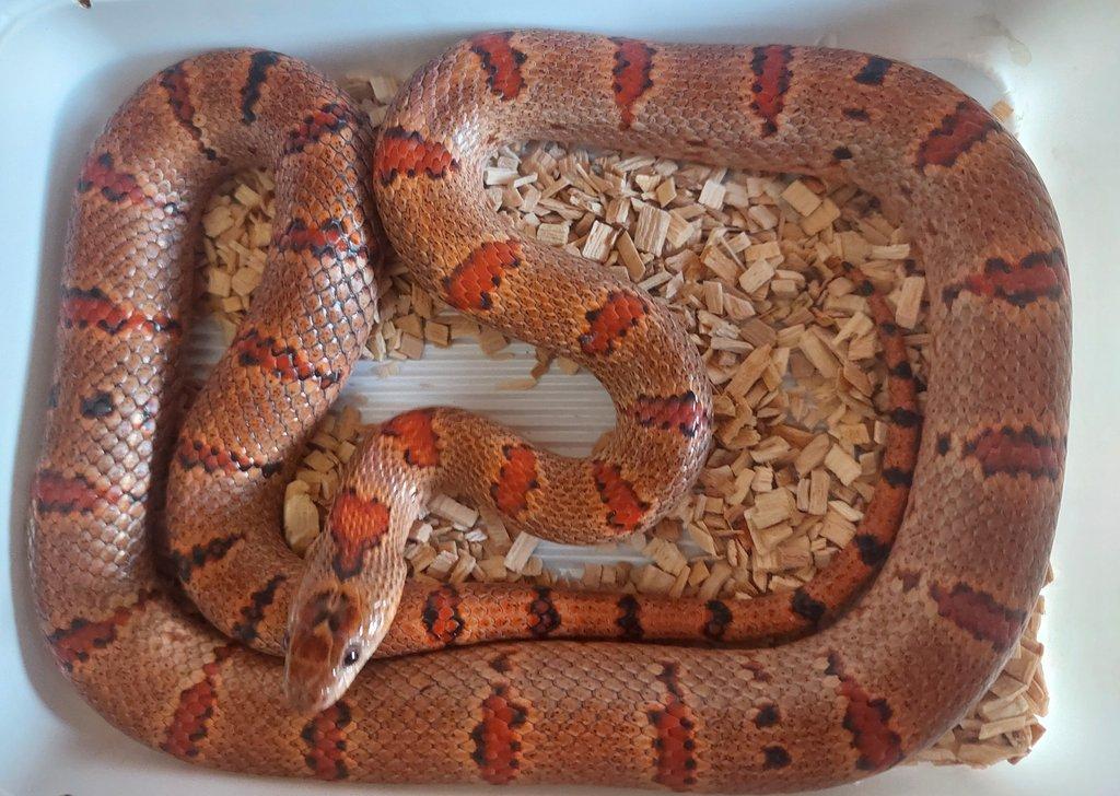 Lampropeltis mexicana