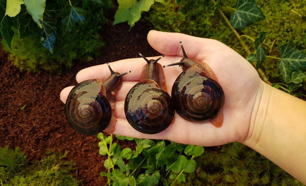 Šneci Pleurodonte excellens dominican republic mláďata