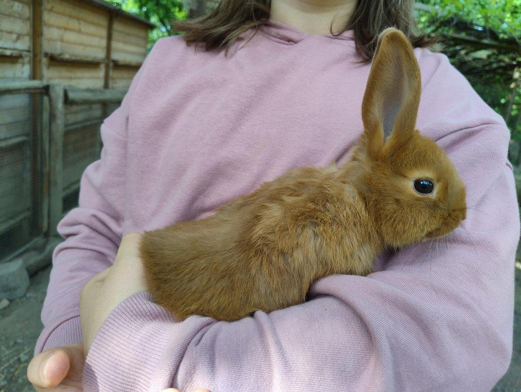 Český červený králík, český černopesíkatý králík
