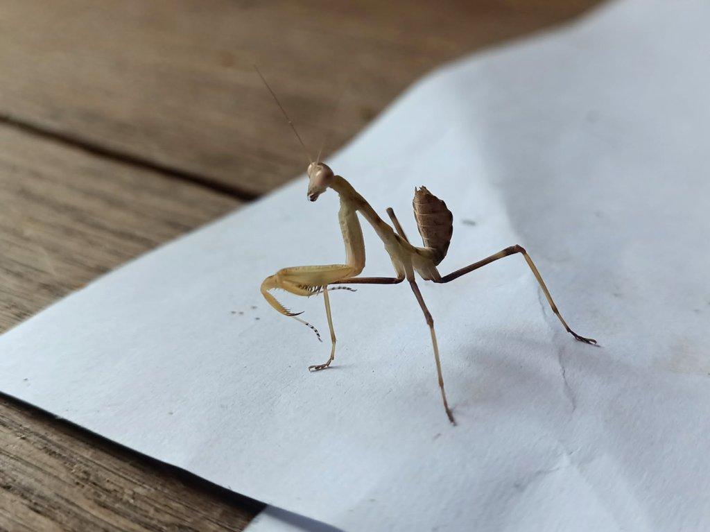 Prodám Kudlanky Sphodromantis viridis