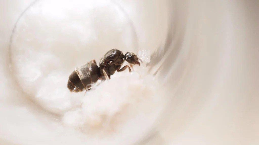Mravence obecný - Lasius niger