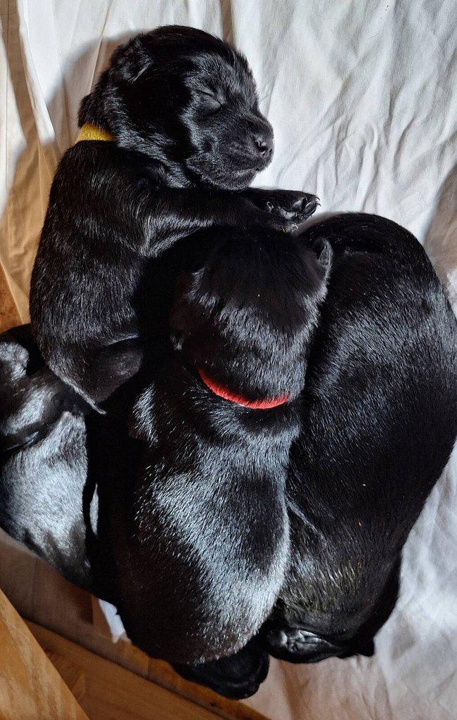 Flat Coated Retriever - štěňátka s PP + možnost výcvikových a socializačních lekcí zdarma
