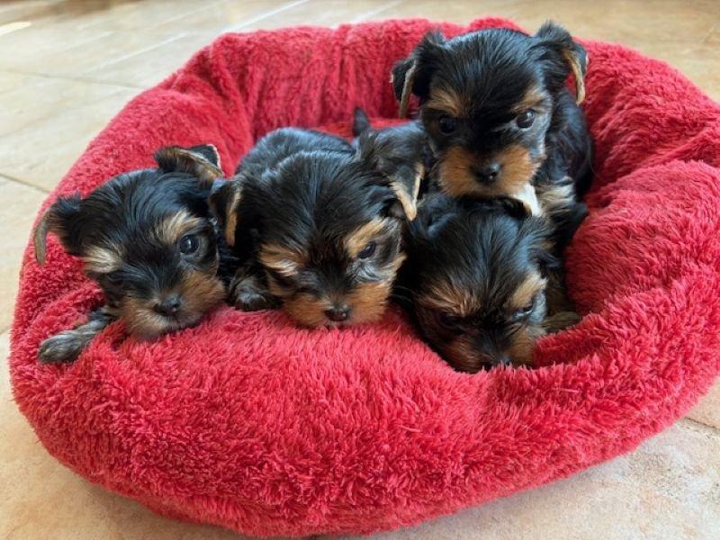 Jorkšírek s PP FCI k výběru a rezervaci