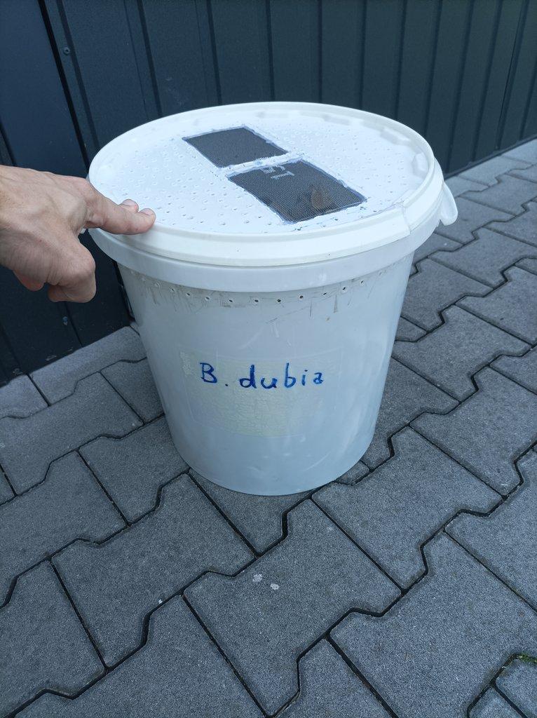 Blaptica dubia - zaběhnutý chov 1l+