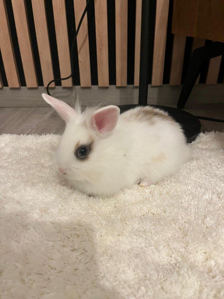 Králíček Zakrslý