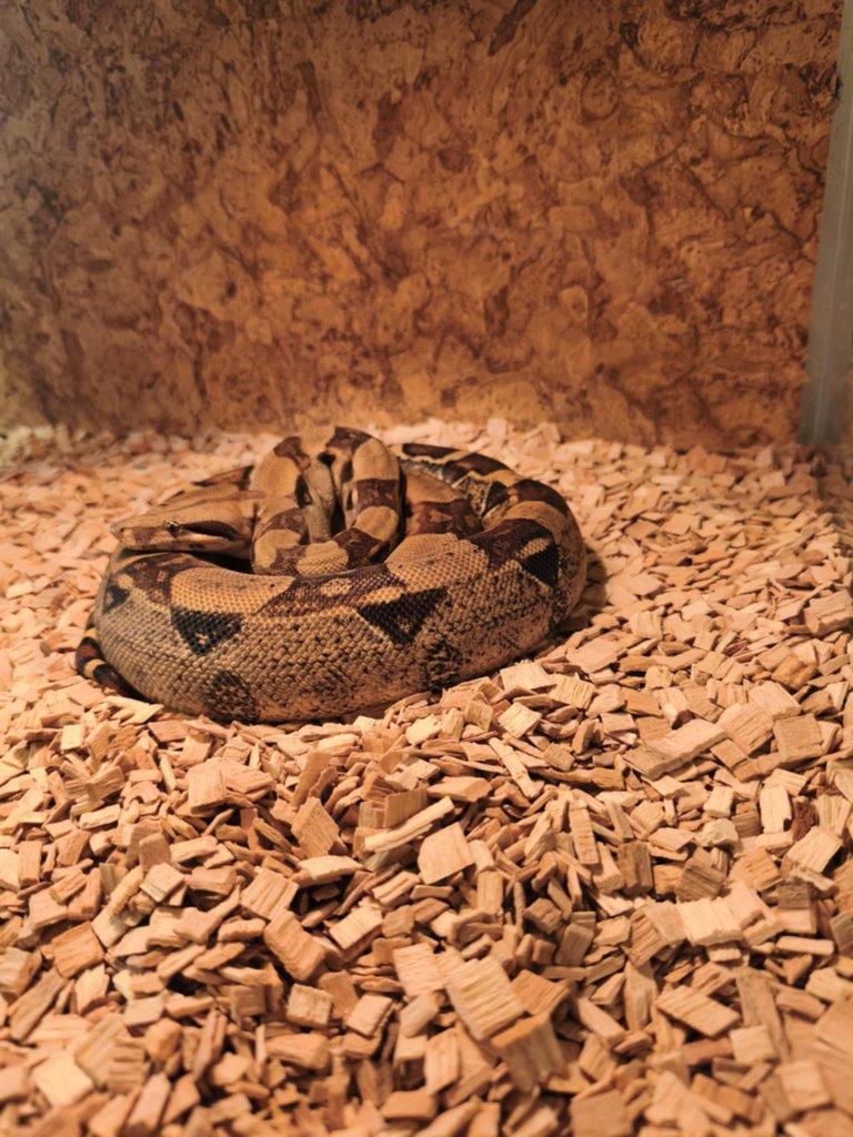 Boa Constrictor  Hroznýš královsky