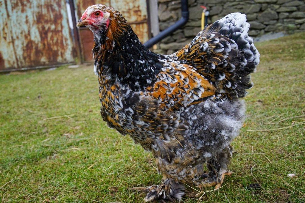 Brahmánky porcelánové🥚 (násadová vejce)