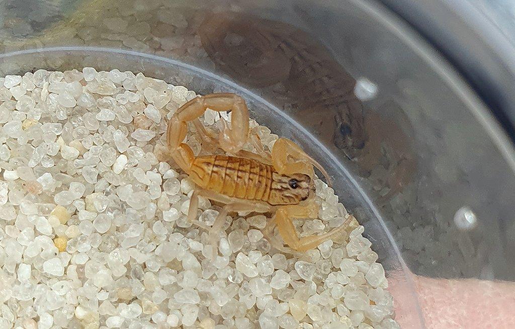 Hottentotta tamulus