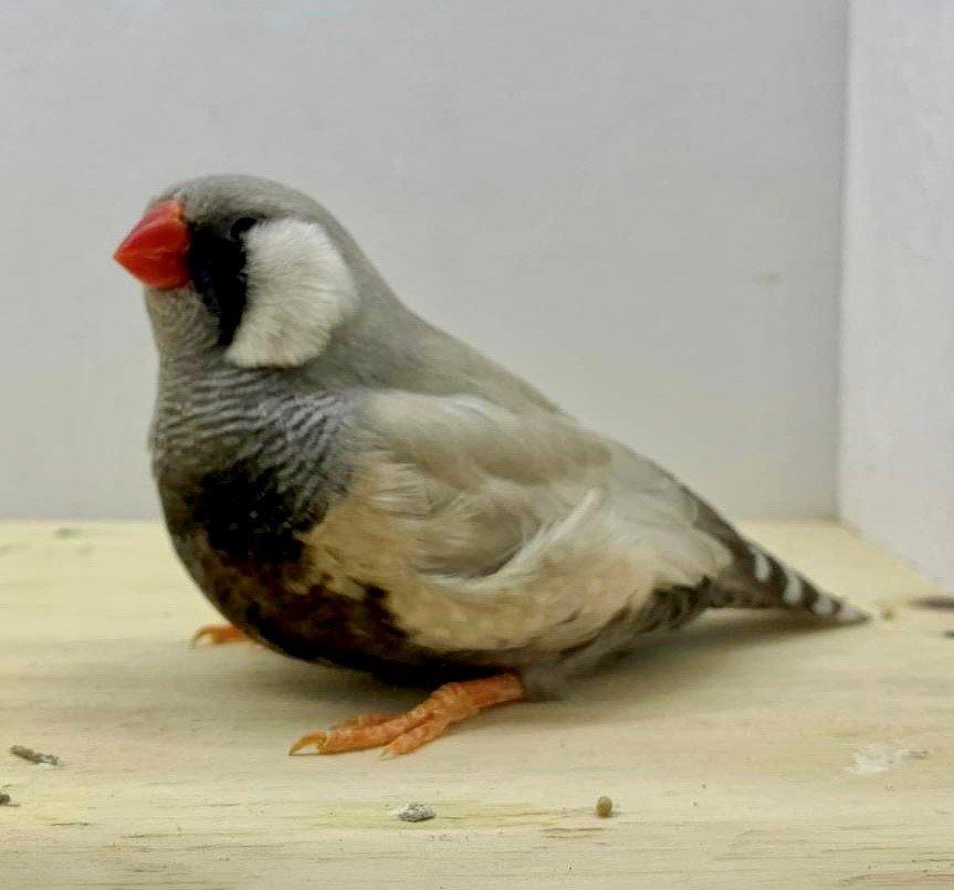Hadrabazebrafinches