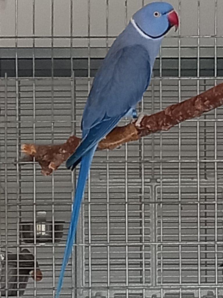 misimisi