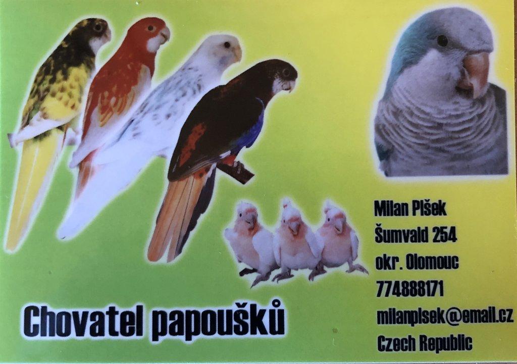 milanplsek