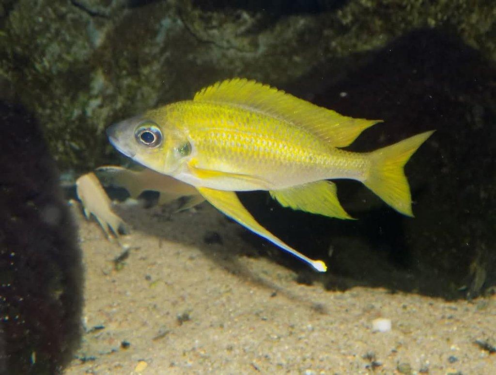 fajanek