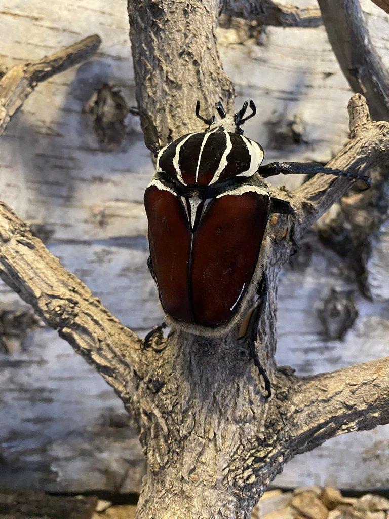 goliathus.breeding