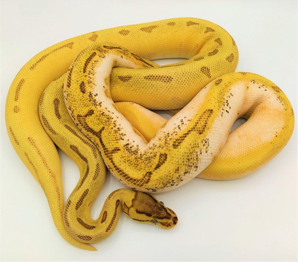 NobleSerpents