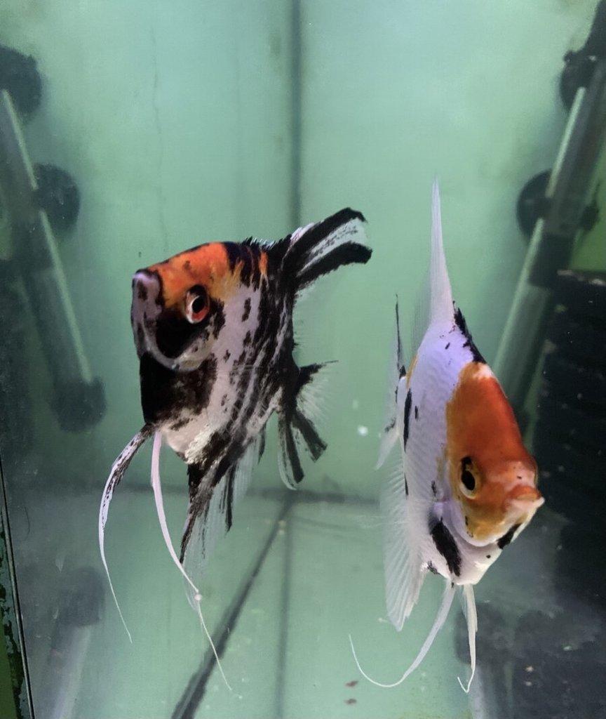 JardaZ