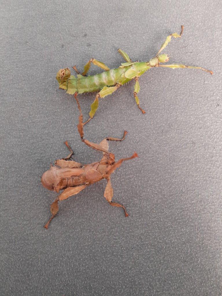 Ciliatus