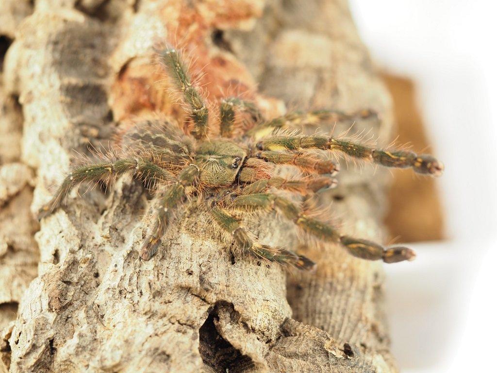 Hades-spiders.cz