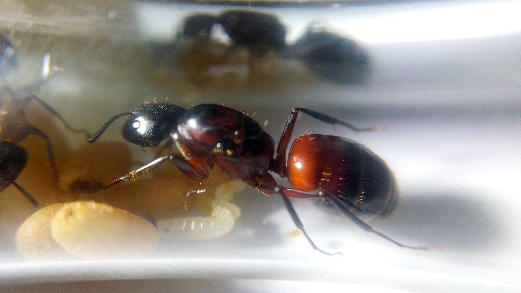Antmania