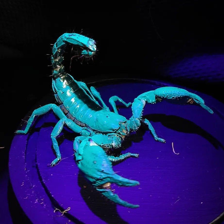 Snakeandspider