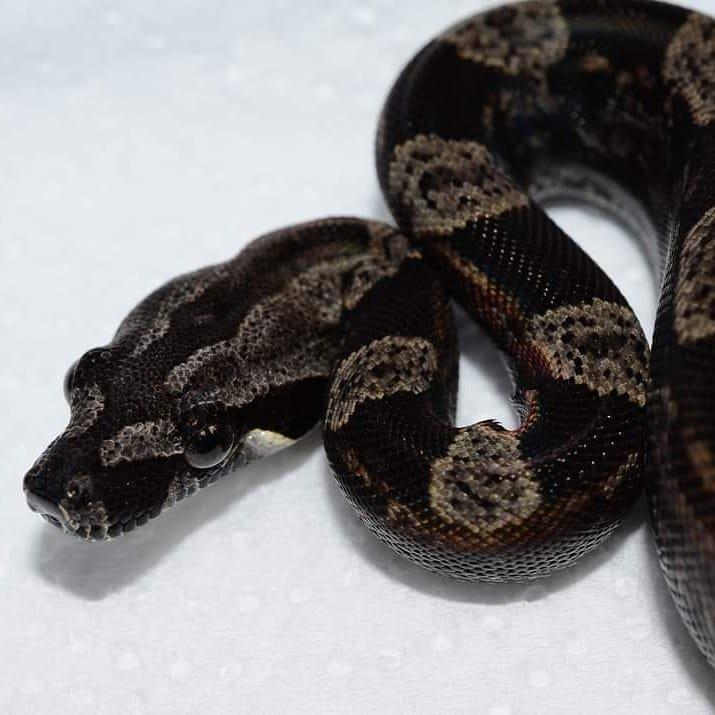 AdamsSnakes