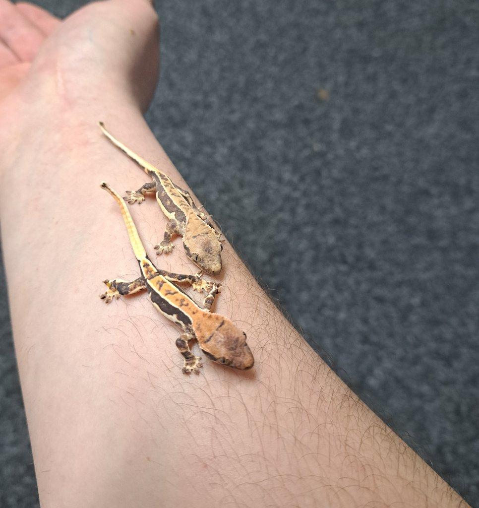 DendroRain