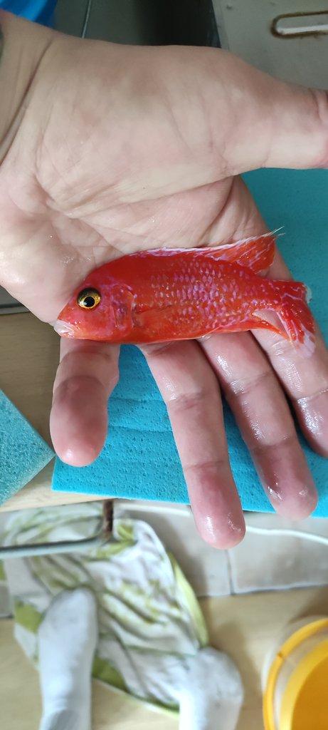 Silesianreef