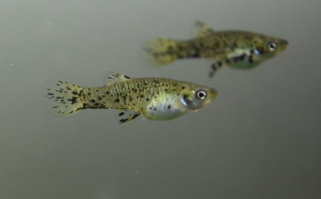Phalloceros caudimaculatus reticulatus