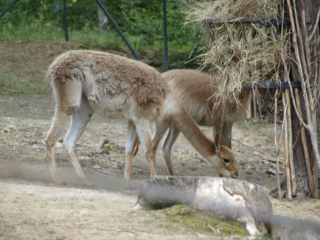 Proč jsou lamy lepší než ovce a kozy? A v čem tkví úskalí jejich chovu?