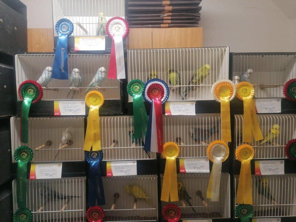 Kam přijede, tam vyhrává. „Šlechtění mě zajímá od malička. Nic lepšího a těžšího než andulky na světě není,“ říká Ladislav Groda