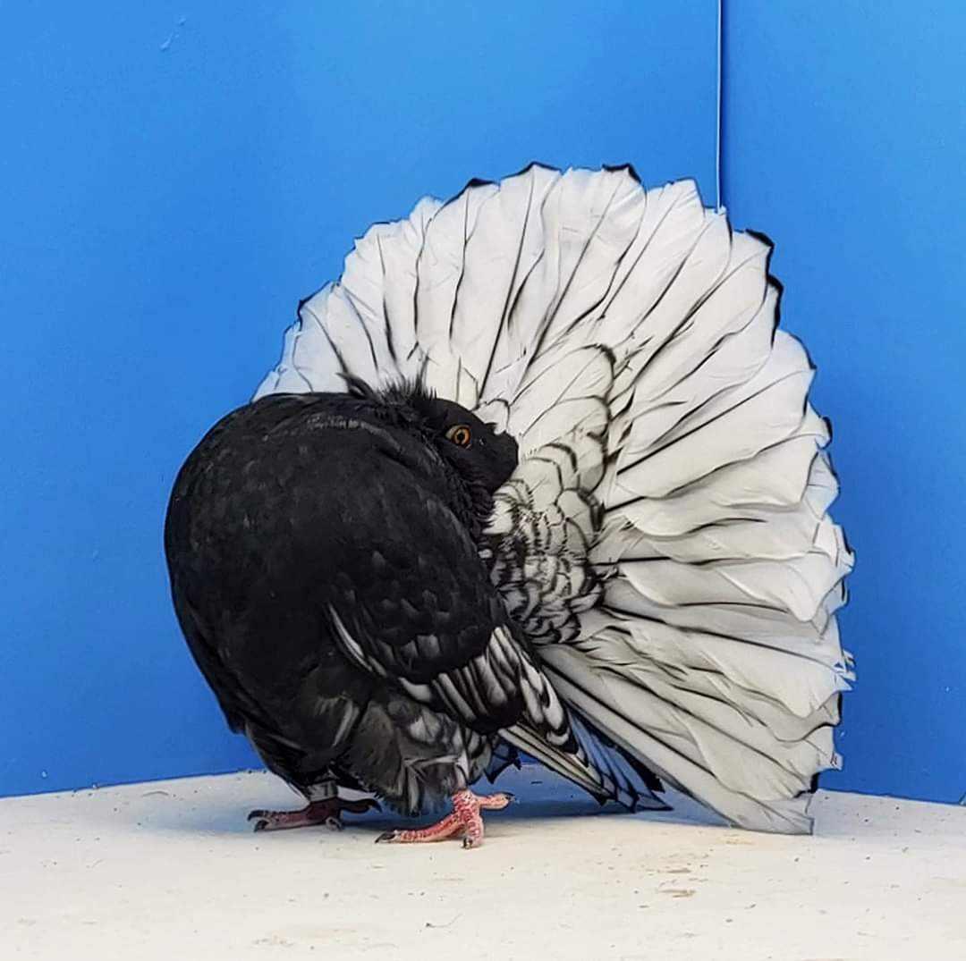 Nejznámější modifikace barev okrasných holubů