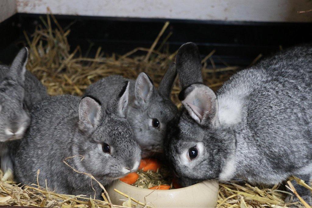 Chov králíků v zimě - reprodukce