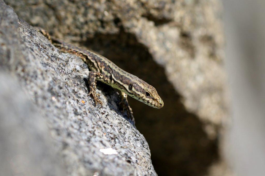 Ještěrky na pražském Vítkově