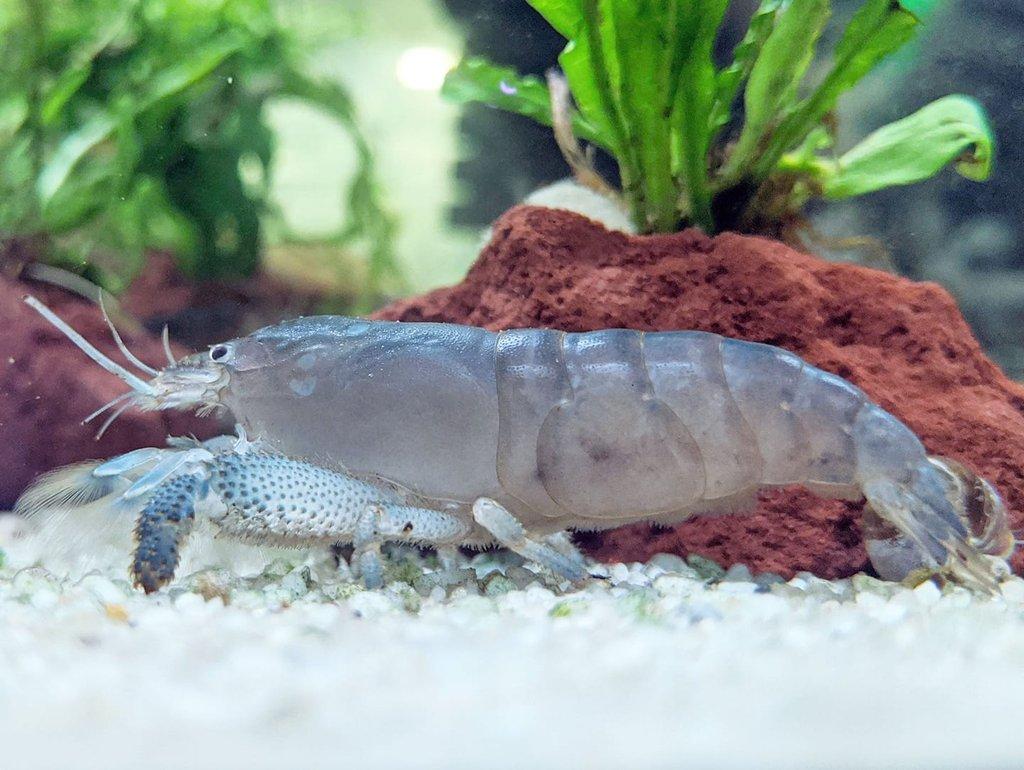 Ludvík Šabršula: Akvaristice jsem propadl před 50 lety. O soutěže už však bohužel není zájem