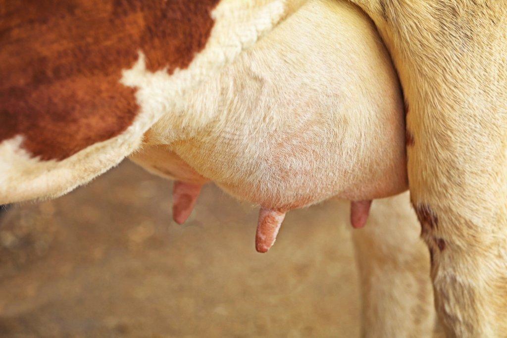 Mastitida – onemocnění mléčné žlázy