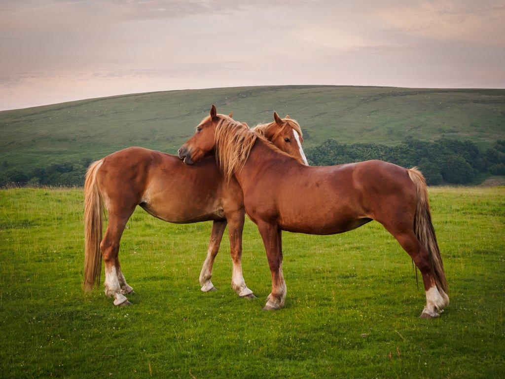 Nejlepší přítel koně je další kůň