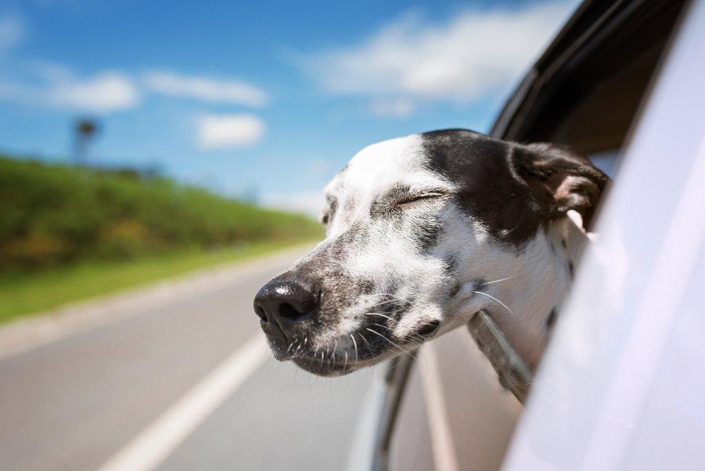 Cestování se psem - jak bezpečně cestovat se psem