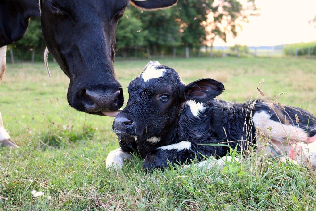 Nejčastější příčiny úhynu telat v prvních dnech po narození
