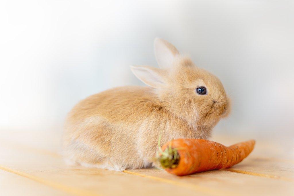 Chov zakrslých králíků II. díl