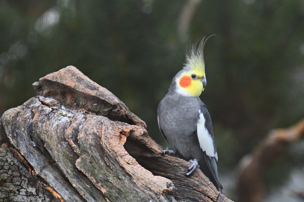 Korela chocholatá: Většinou přátelský a nenáročný papoušek vhodný pro začínající chovatele