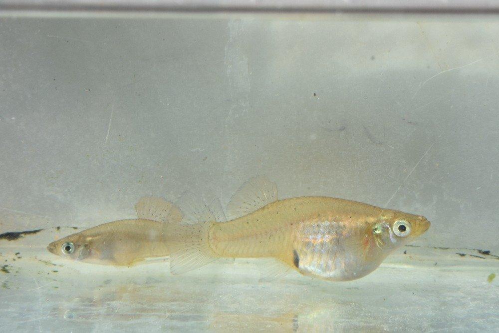 Gambusia puncticulata - Gambusie tečkovaná