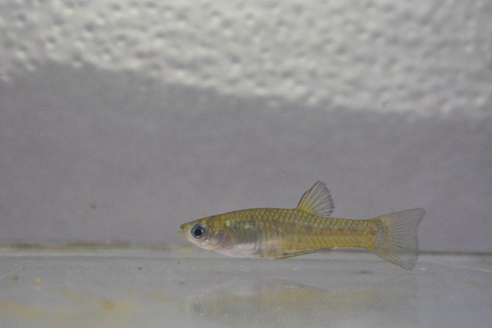 Poeciliopsis gracilis - Živoroděnka tečkovaná