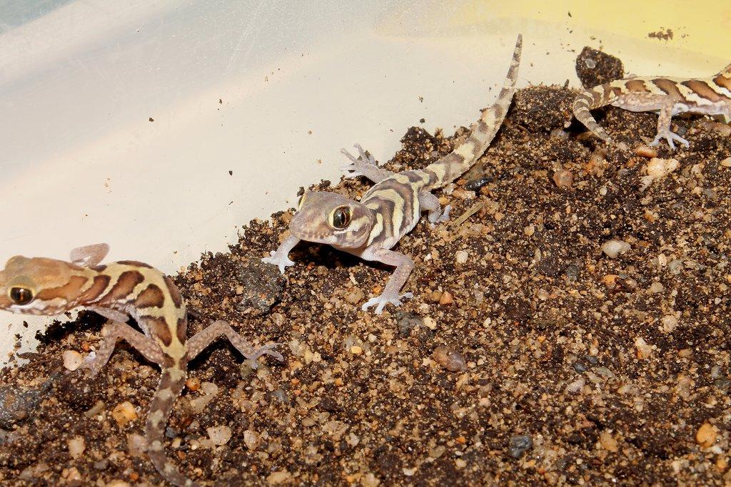 Gekon madagaskarský: Zvládne ho i začátečník, jen mláďat je občas nadbytek