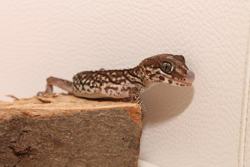 Gekon madagaskarský: Zvládne ho i začátečník, jen mláďat je občas nadbytek