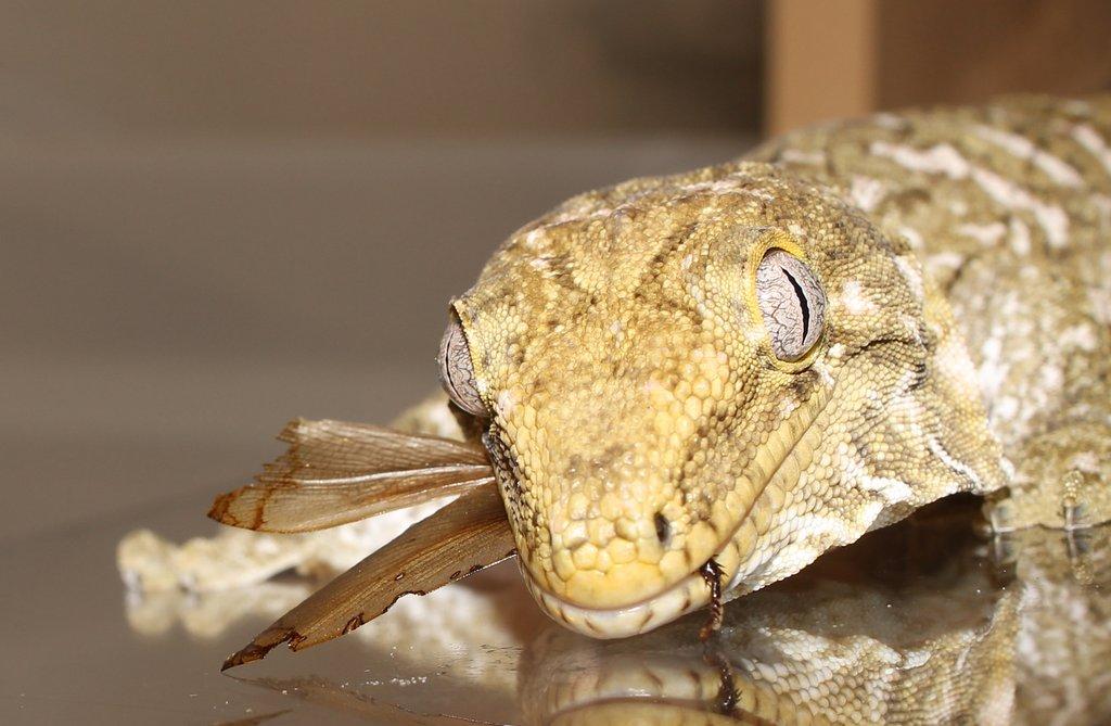 Obr mezi gekony: Pagekon obří a jeho chov