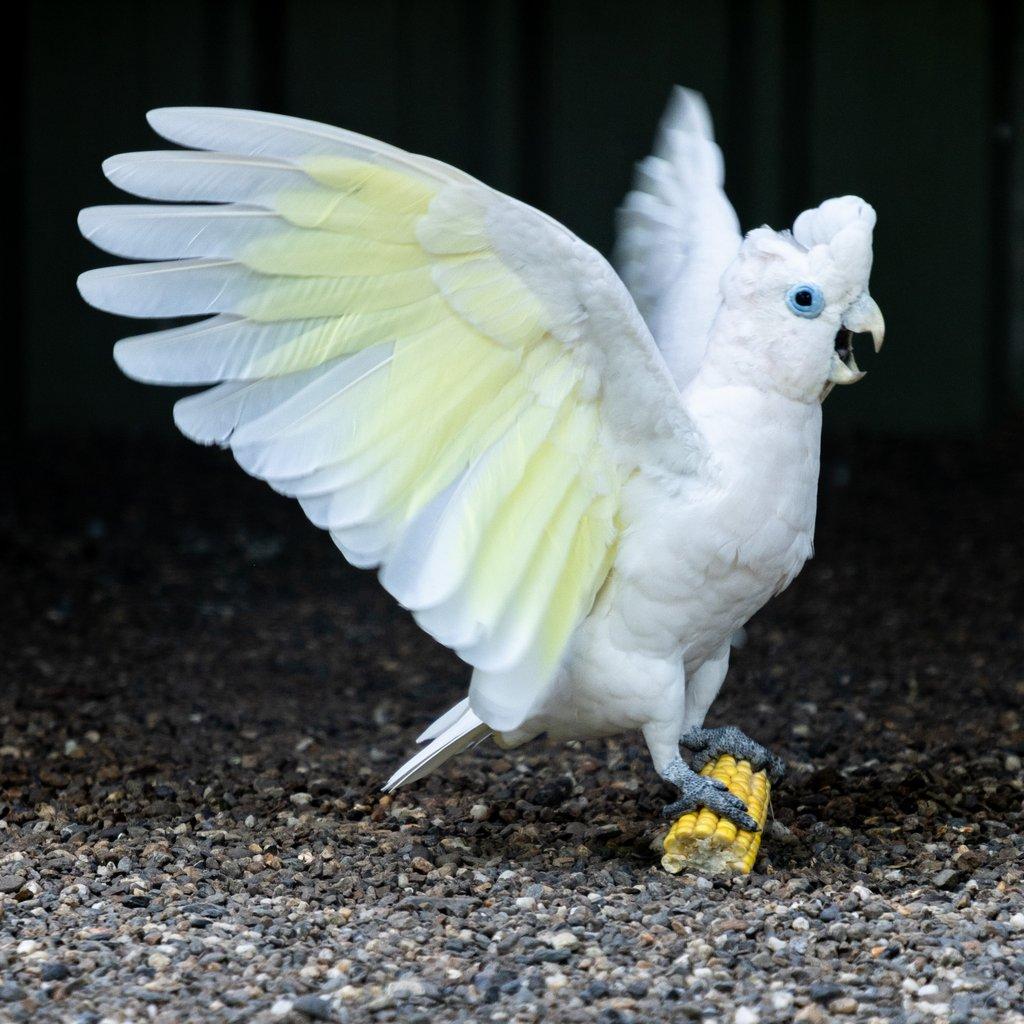 Bílí kakaduové – rod Cacatua (díl 2.)