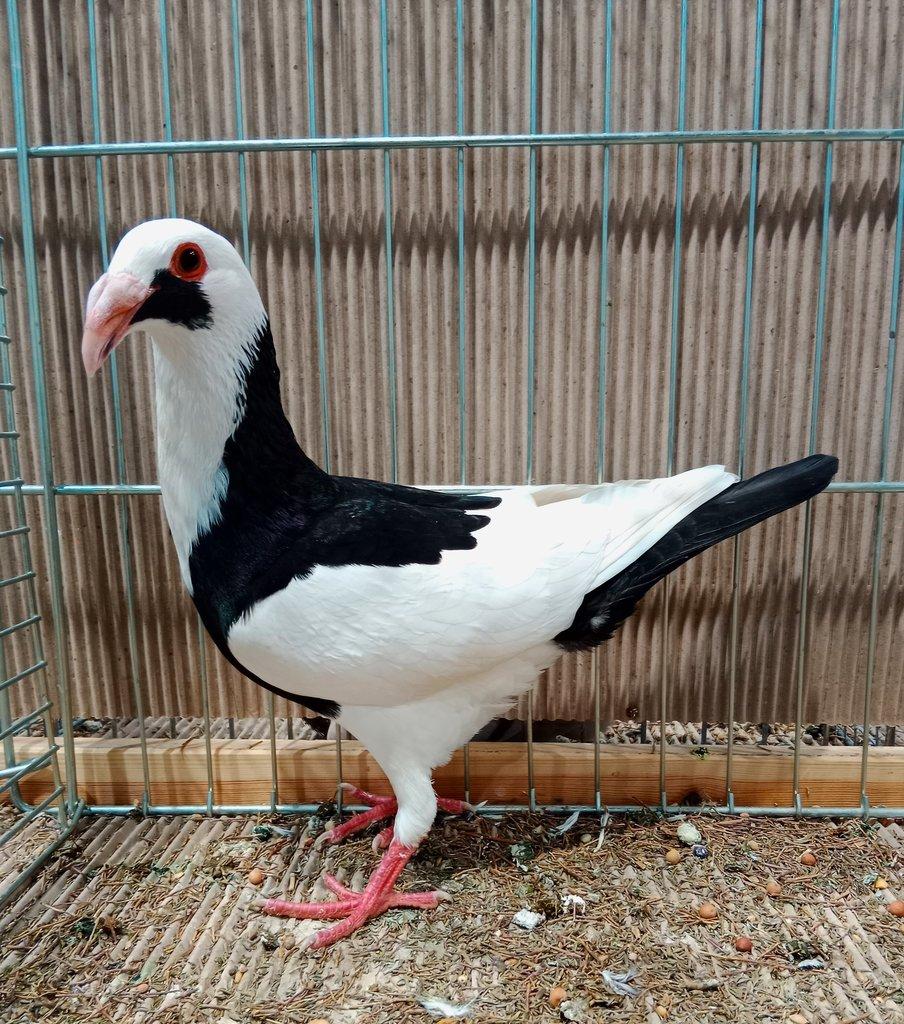 Šlechtění a posuzování (2. díl) – holubi bradavičnatí