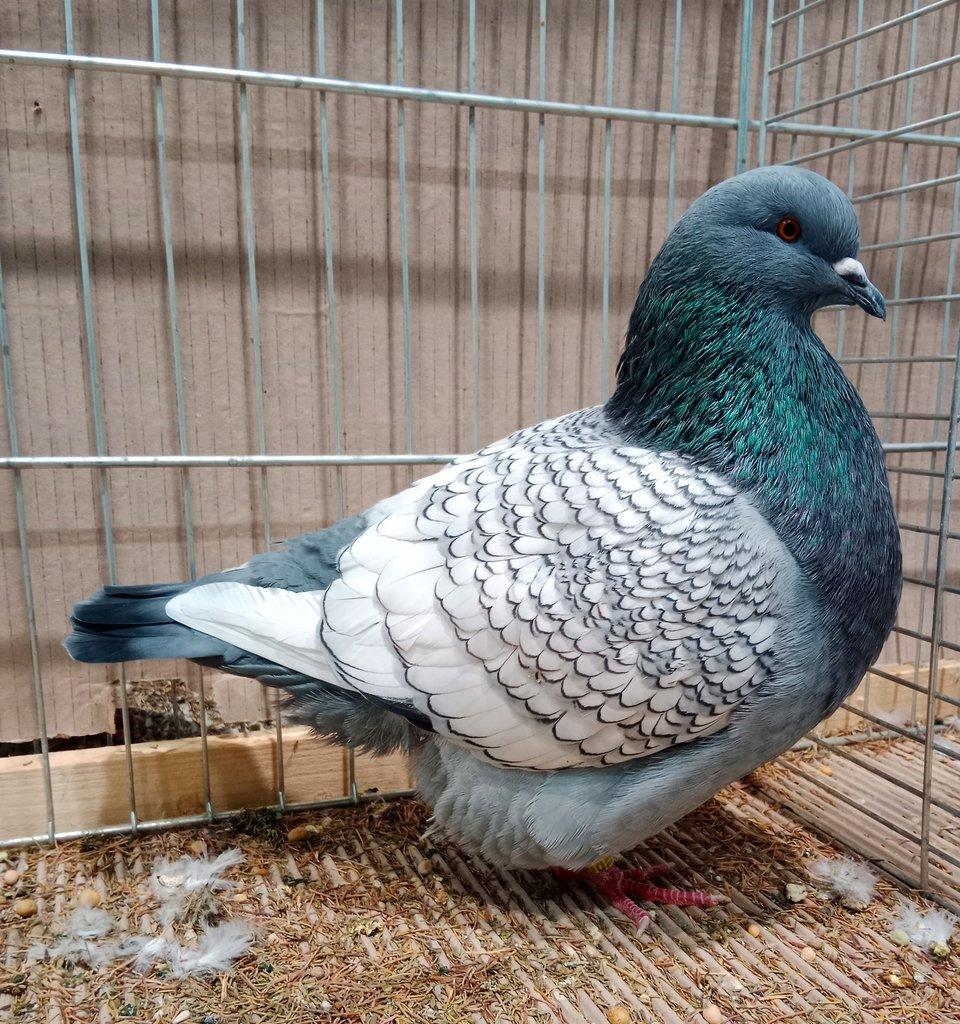 Šlechtění a posuzování (1. díl) – holubi tvaru