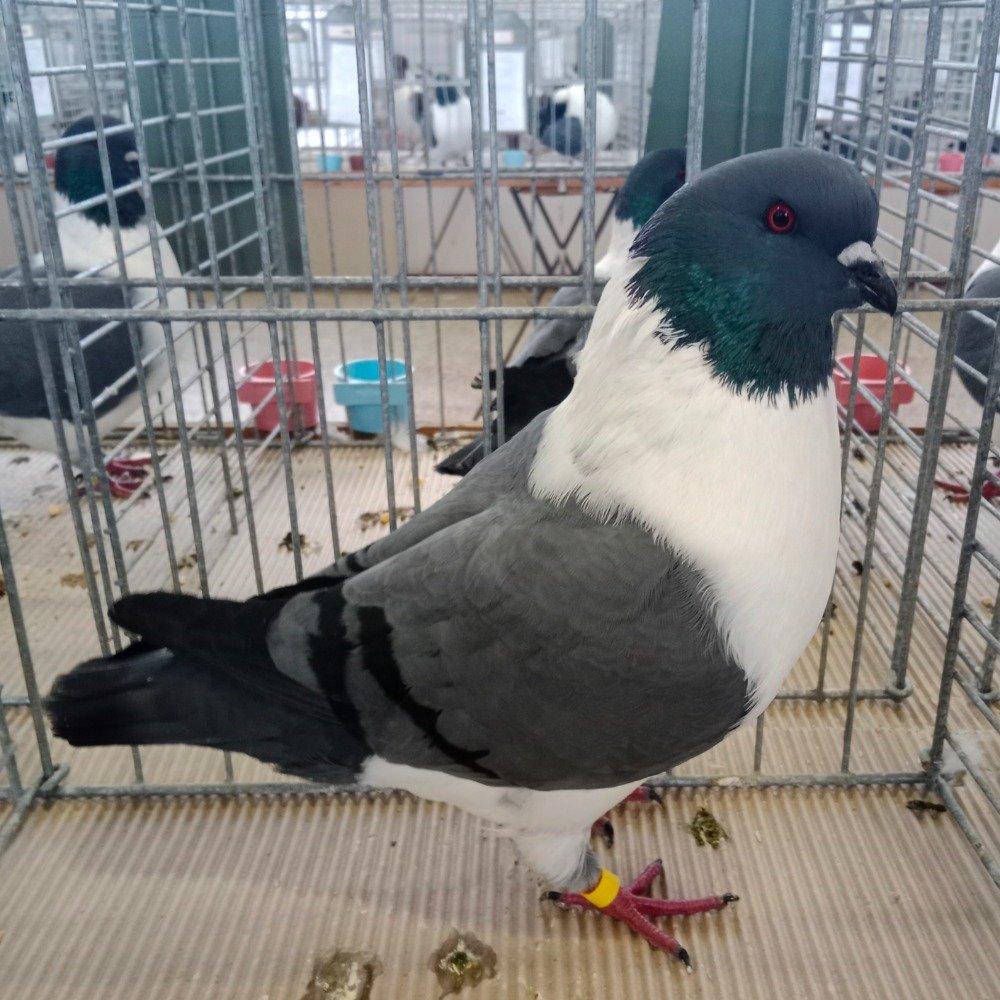 O typu, barevnosti a klubu chovatelů moravského pštrosa